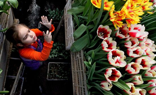 Open day in tulip greenhouse in Vladivostok