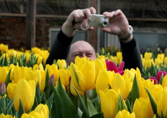 Open door day in tulip greenhouse in Vladivostok