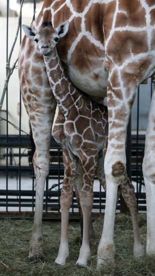 Reticulated giraffe is born in Kaliningrad zoo