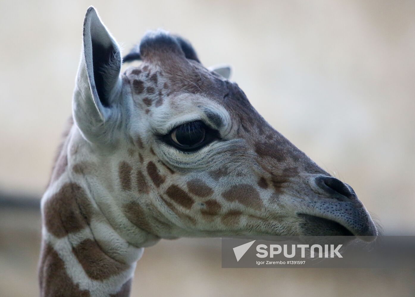 Reticulated giraffe is born in Kaliningrad zoo