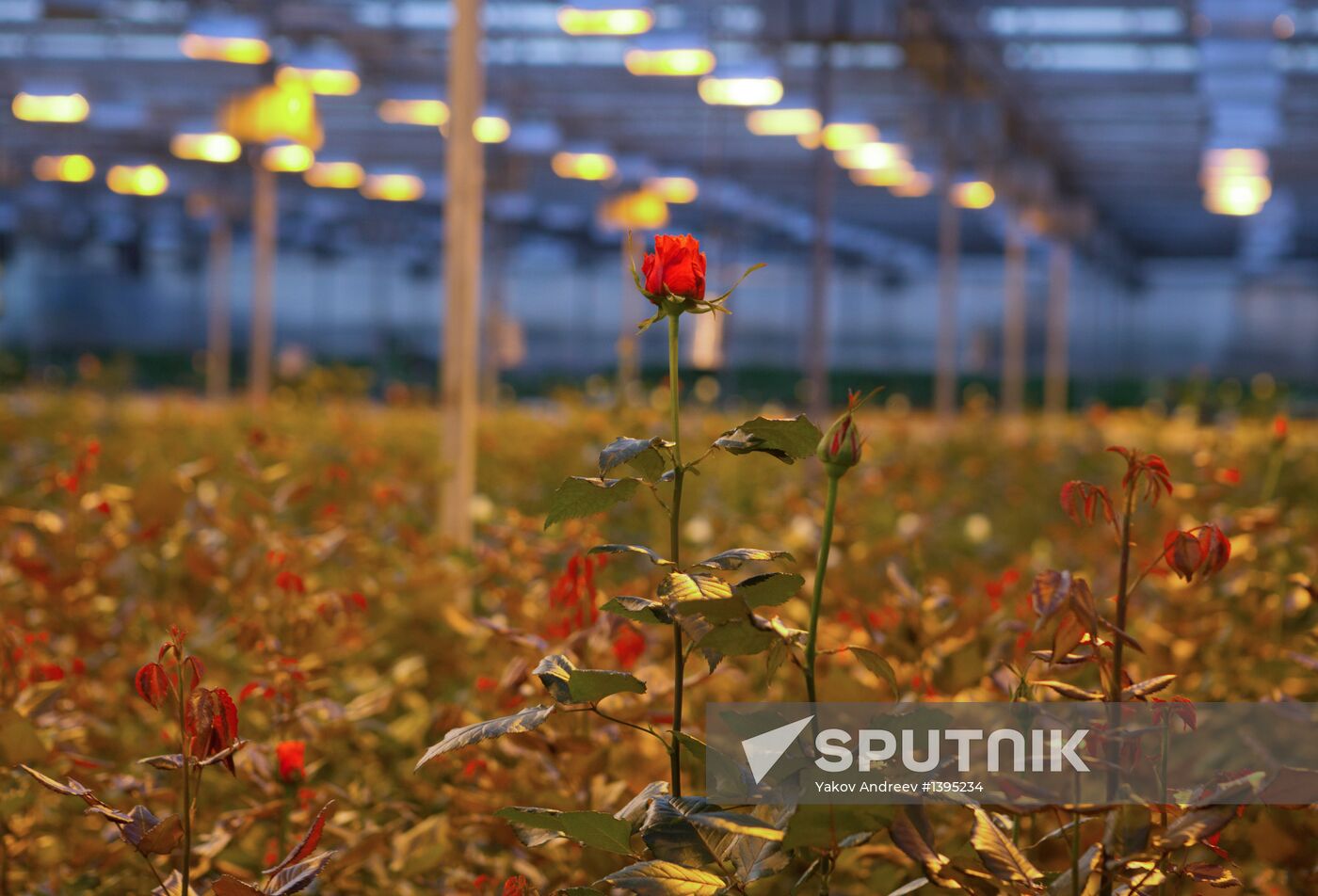 Growing flowers in greenhouse facility in Tomsk