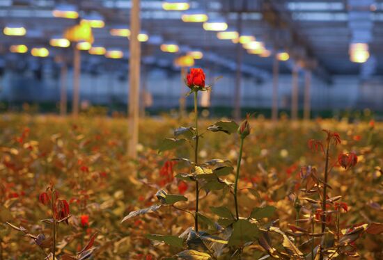 Growing flowers in greenhouse facility in Tomsk