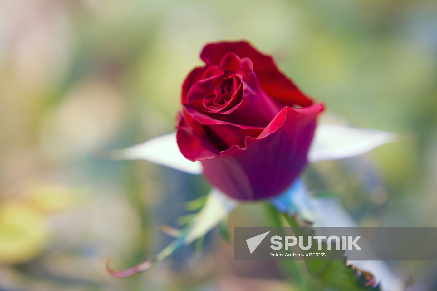 Growing flowers in greenhouse facility in Tomsk