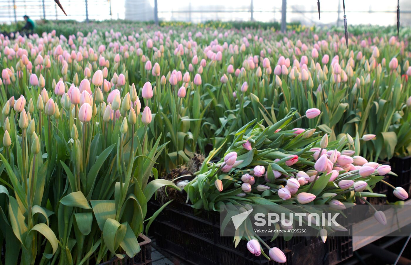Growing flowers in greenhouse facility in Tomsk