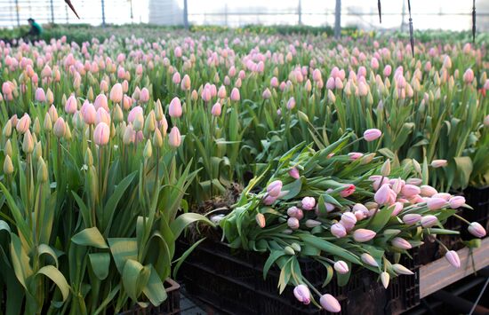 Growing flowers in greenhouse facility in Tomsk