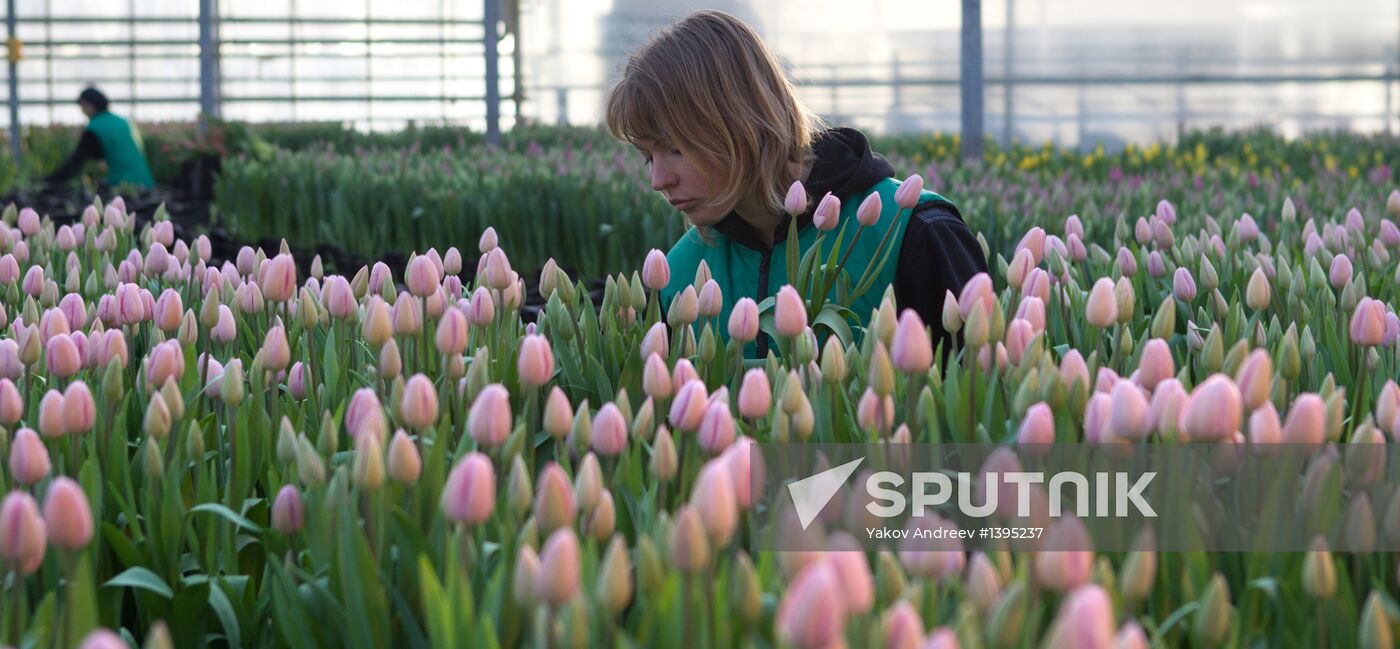 Growing flowers in greenhouse facility in Tomsk