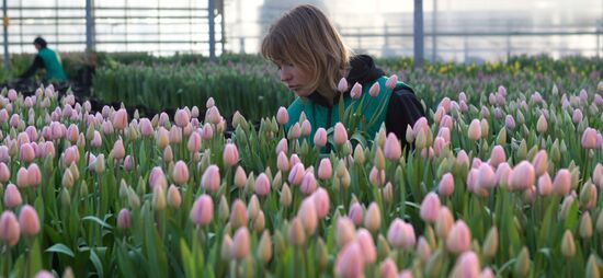 Growing flowers in greenhouse facility in Tomsk