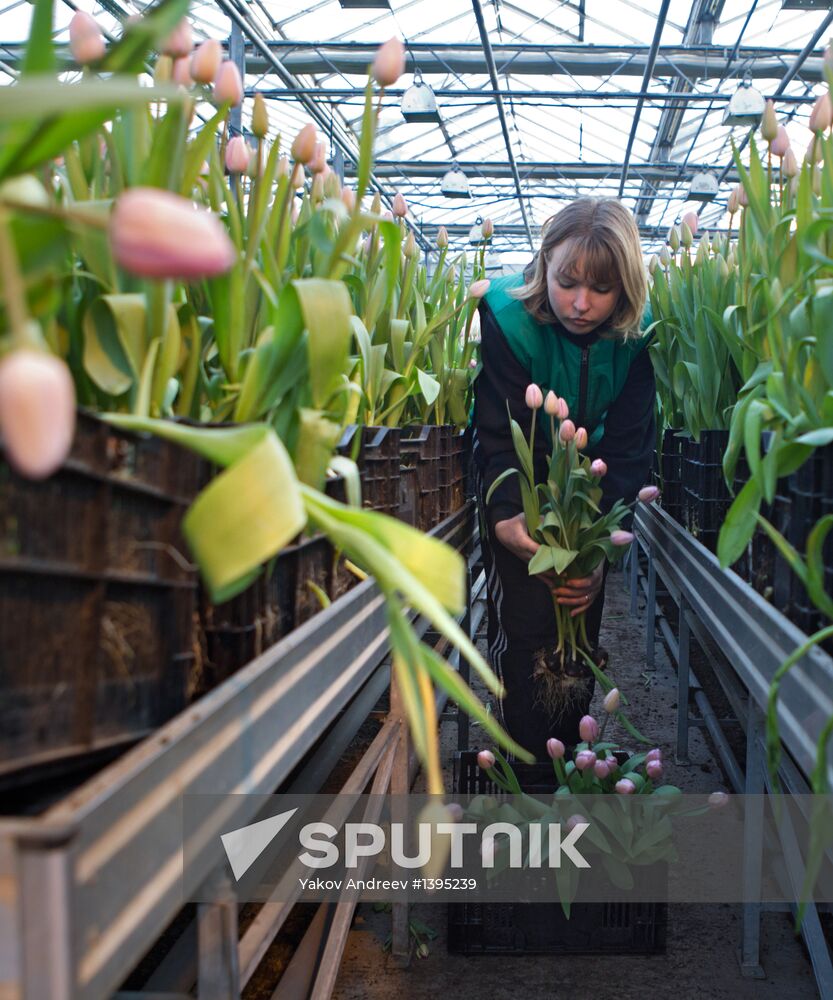 Growing flowers in greenhouse facility in Tomsk