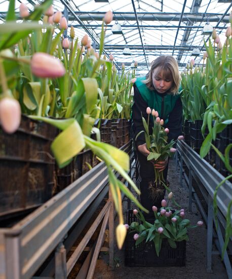 Growing flowers in greenhouse facility in Tomsk