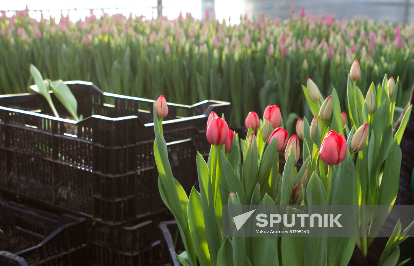 Growing flowers in greenhouse facility in Tomsk