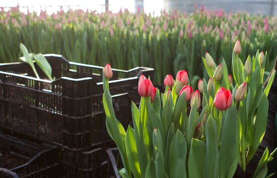 Growing flowers in greenhouse facility in Tomsk