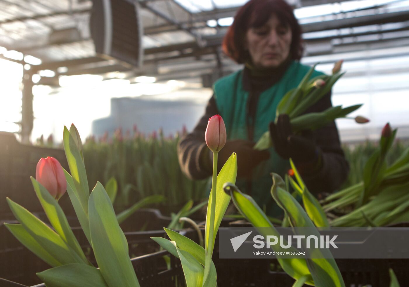 Growing flowers in greenhouse facility in Tomsk