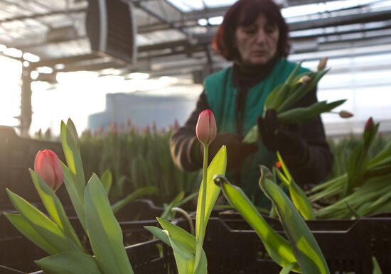 Growing flowers in greenhouse facility in Tomsk