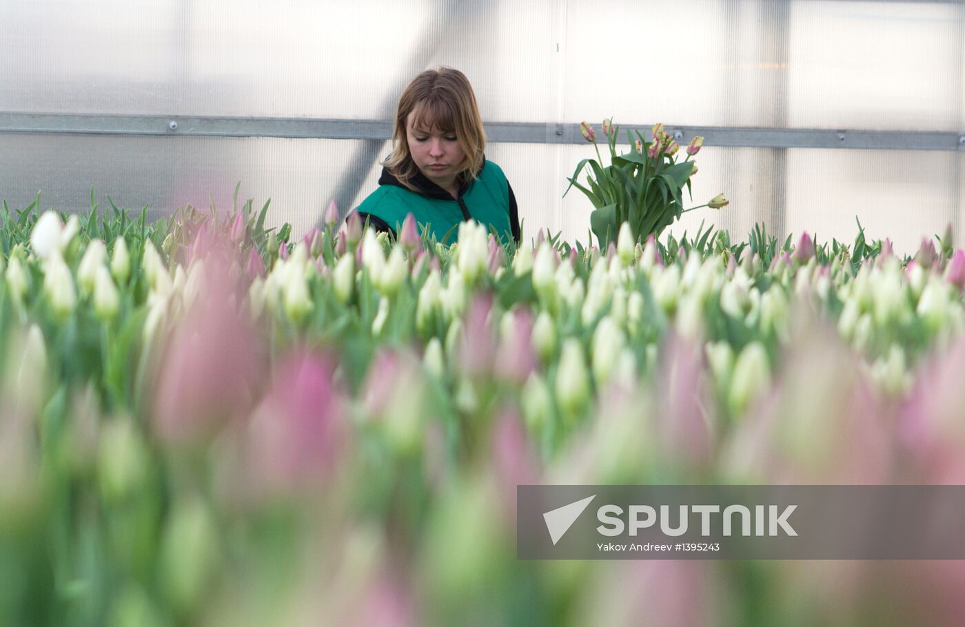 Growing flowers in greenhouse facility in Tomsk