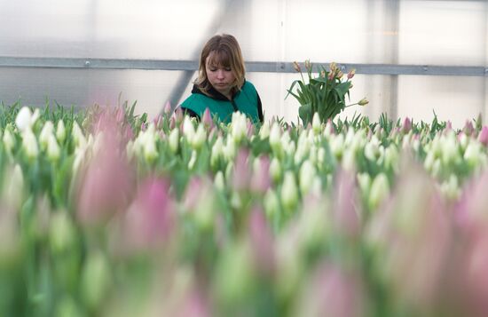Growing flowers in greenhouse facility in Tomsk