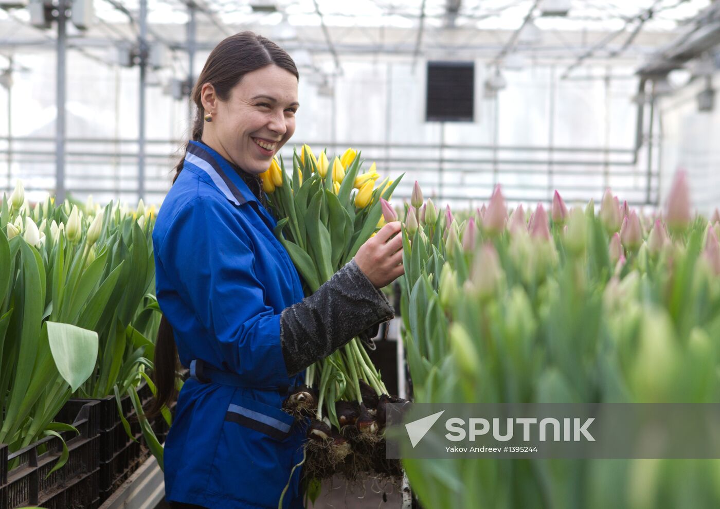 Growing flowers in greenhouse facility in Tomsk