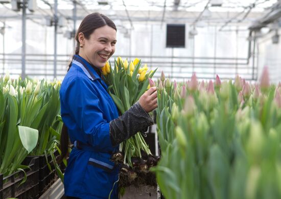 Growing flowers in greenhouse facility in Tomsk