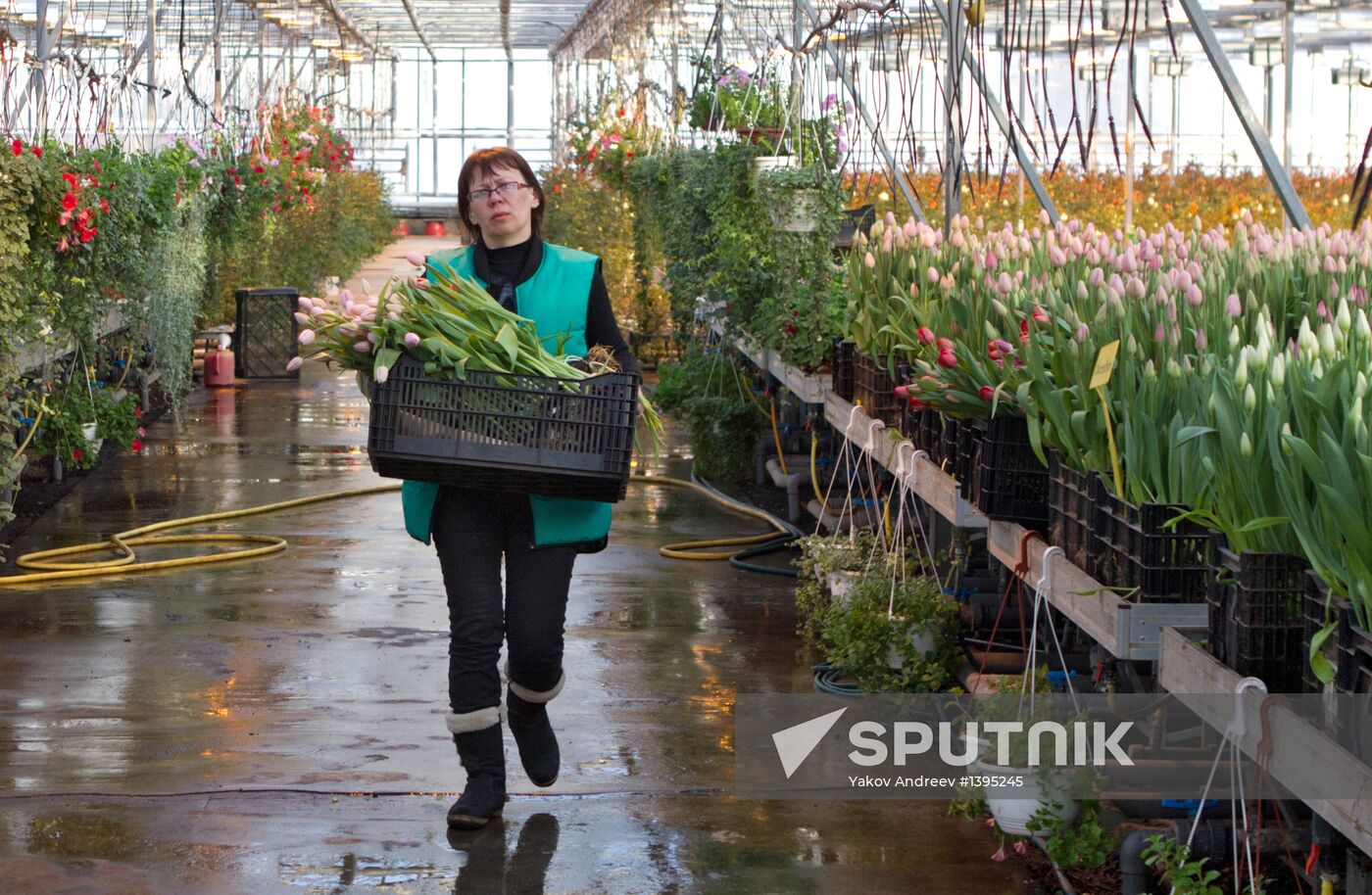 Growing flowers in greenhouse facility in Tomsk