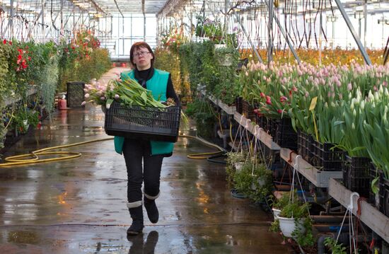 Growing flowers in greenhouse facility in Tomsk
