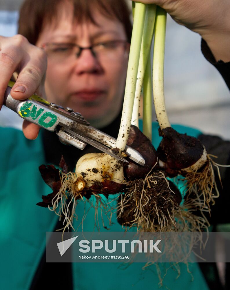 Growing flowers in greenhouse facility in Tomsk