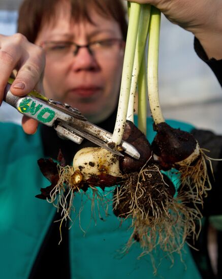 Growing flowers in greenhouse facility in Tomsk