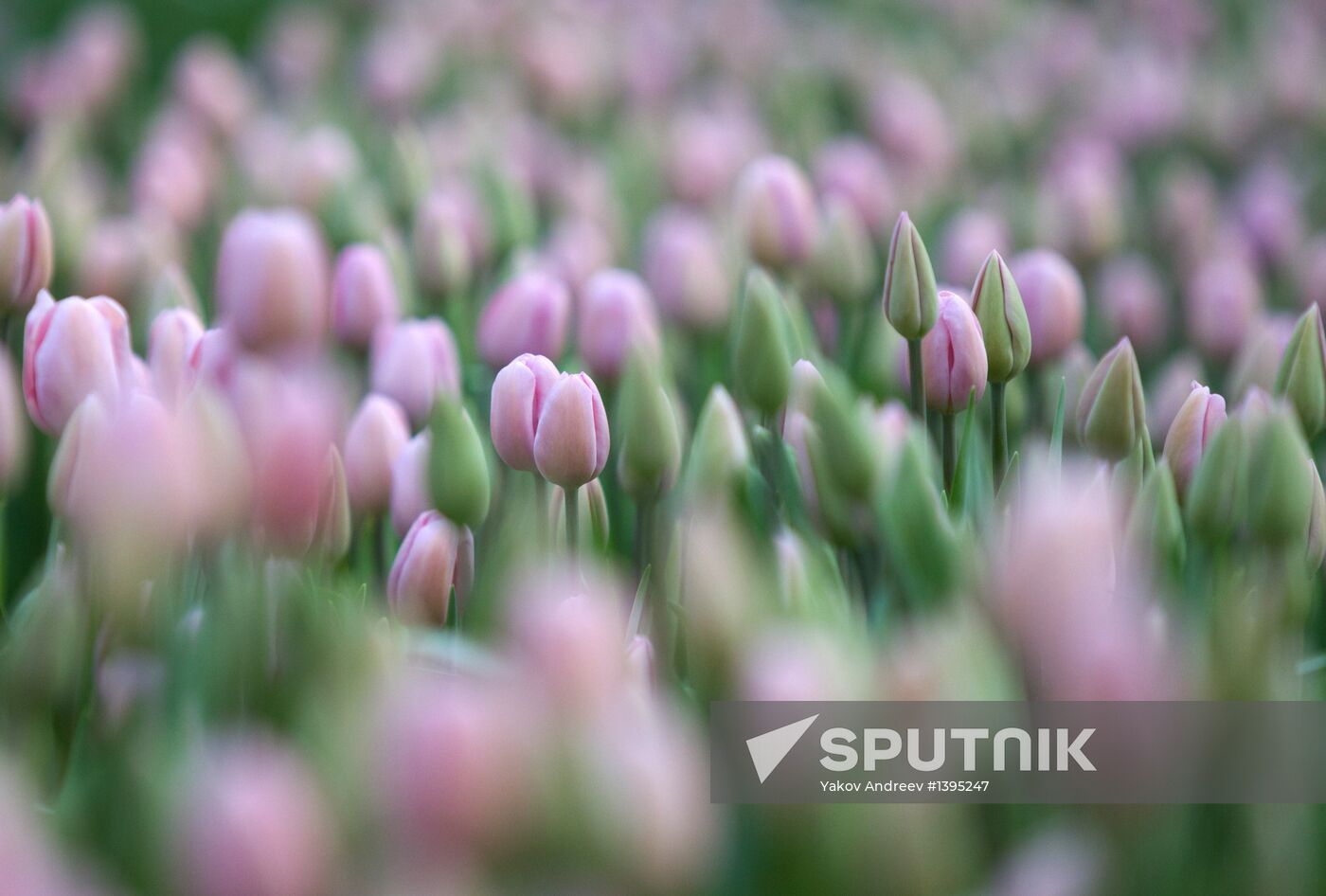 Growing flowers in greenhouse facility in Tomsk