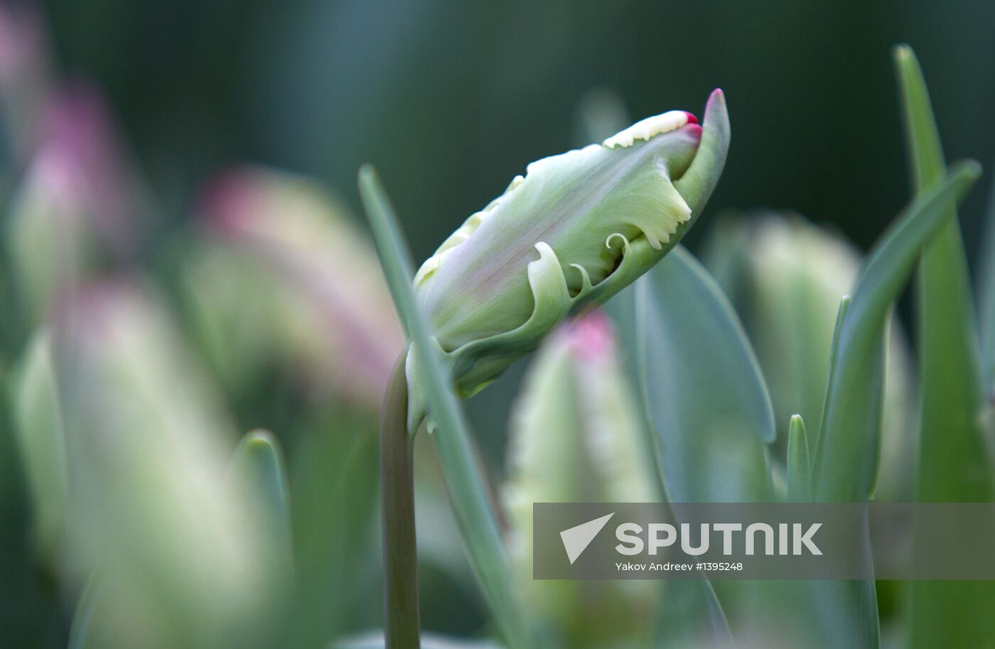 Growing flowers in greenhouse facility in Tomsk