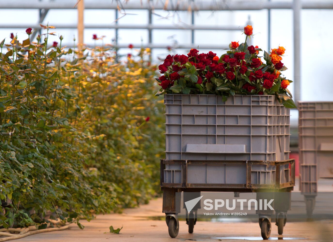 Growing flowers in greenhouse facility in Tomsk
