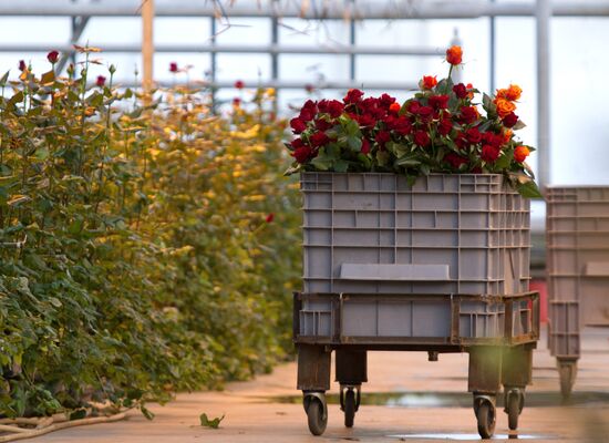 Growing flowers in greenhouse facility in Tomsk