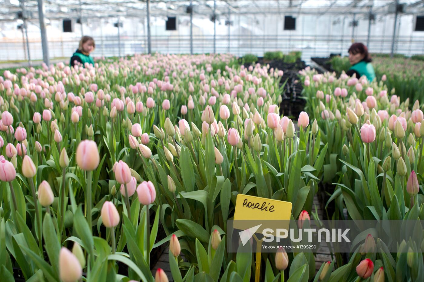 Growing flowers in greenhouse facility in Tomsk