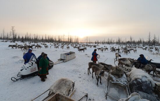 Reindeer Herder's Day in Nadym
