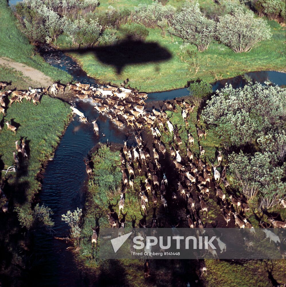 REINDEER RIVER CROSSING HELICOPTER SHADOW