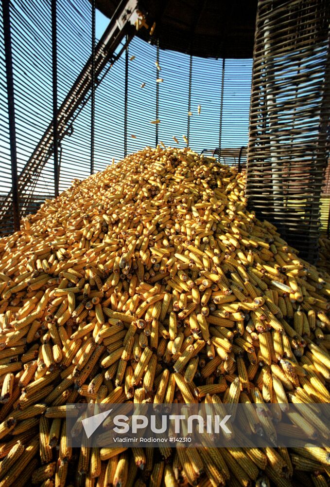 CORN HARVESTING