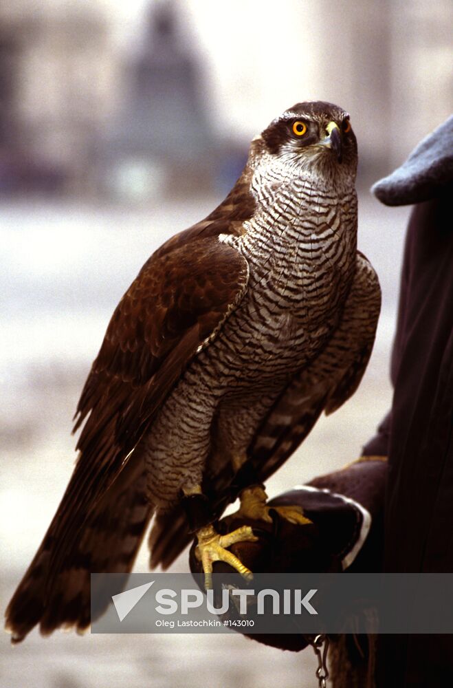 KREMLIN FALCON BODYGUARDS SERVICE