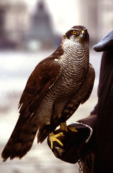 KREMLIN FALCON BODYGUARDS SERVICE