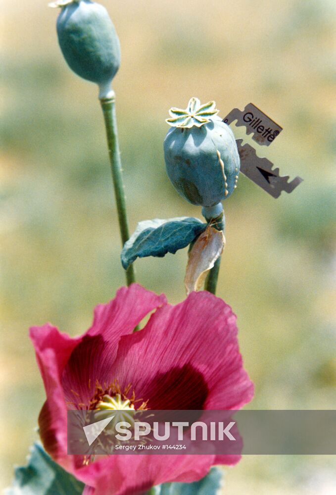 POPPY JUICE EXTRACTION OPIUM
