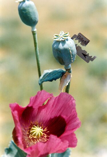 POPPY JUICE EXTRACTION OPIUM