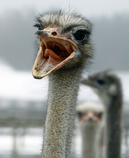 SOUTH AFRICAN BLACK OSTRICHES