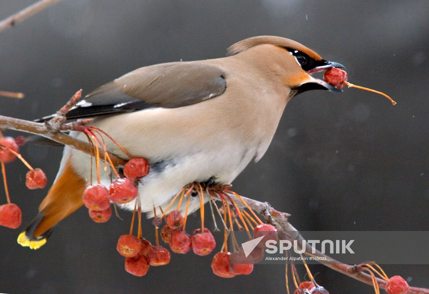BIRDS
