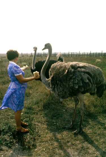 OSTRICHES ASKANIA-NOVA NATURE RESERVE