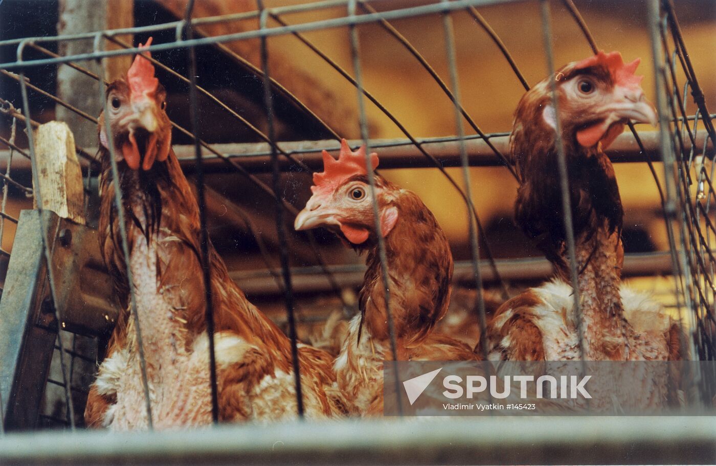 POULTRY FARM