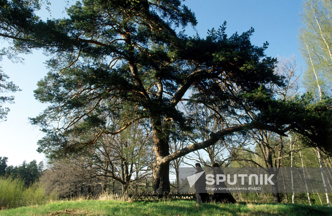 ISLAND VALAAM PINE-TREE
