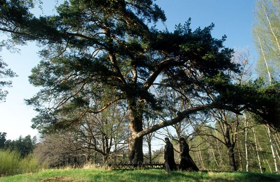 ISLAND VALAAM PINE-TREE