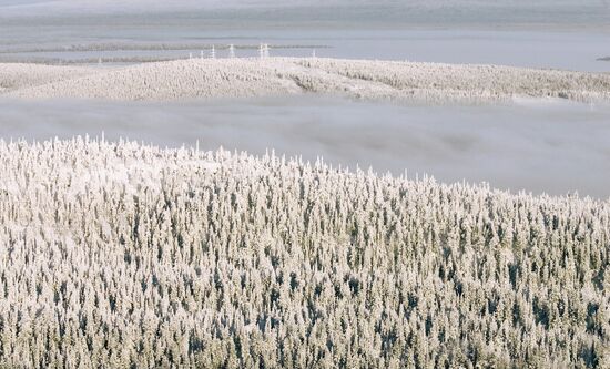 KOLA PENINSULA WOODLAND BIRD'S-EYE VIEW