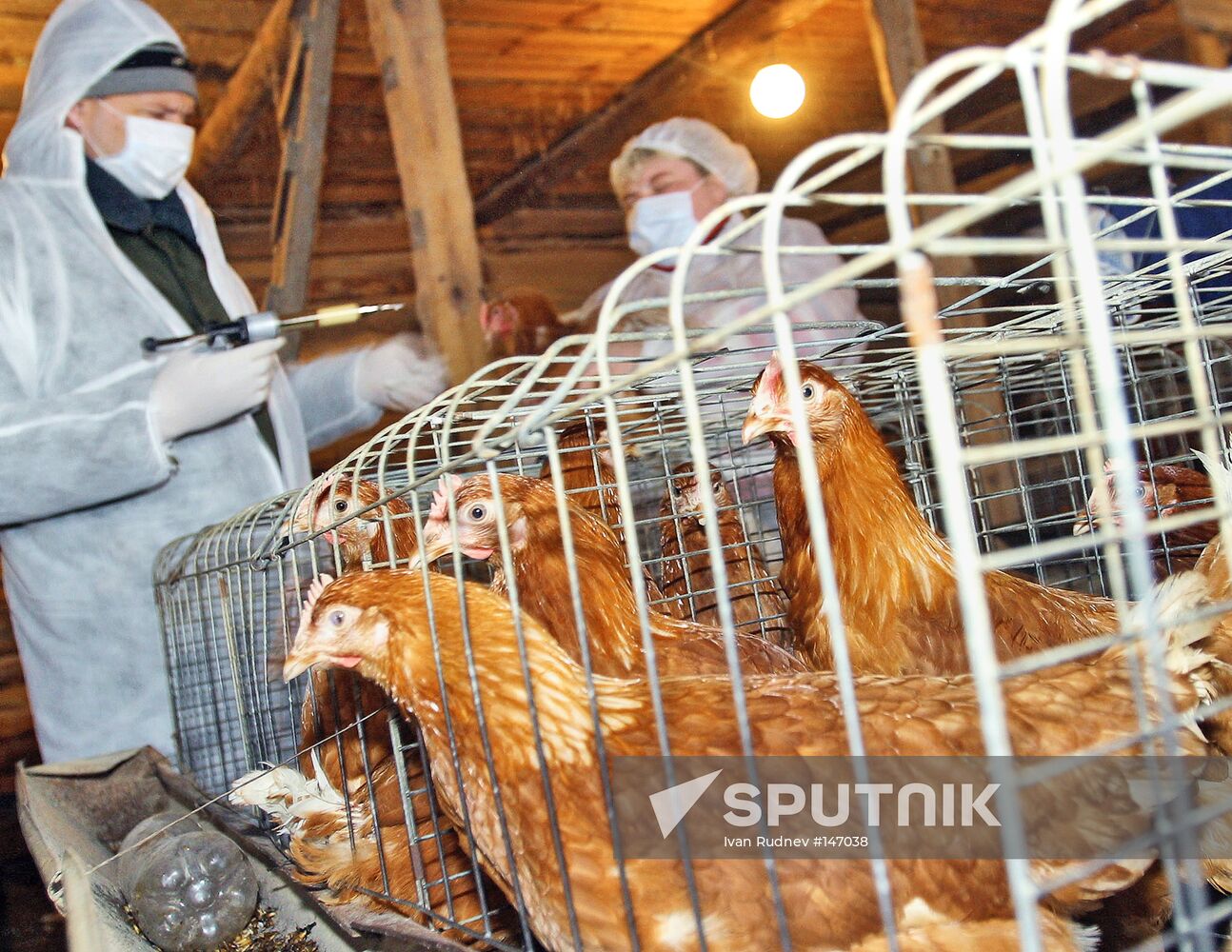 VACCINATION POULTRY