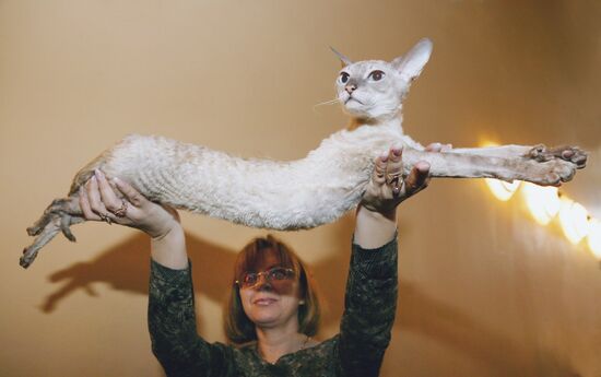 CAT SHOW