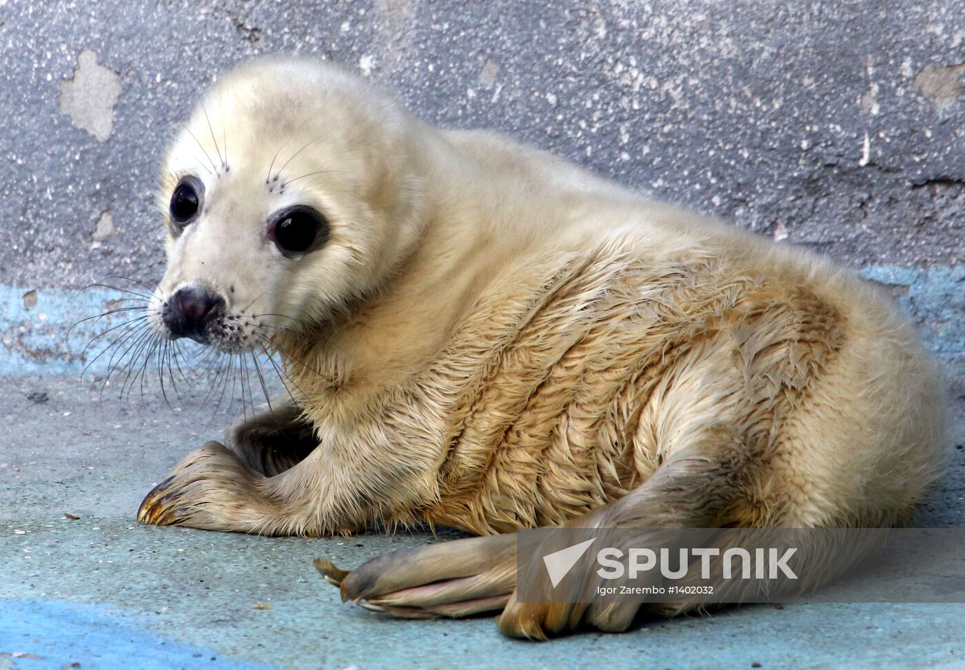 Addition to gray seal family at Kaliningrad Zoo