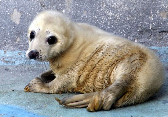 Addition to gray seal family at Kaliningrad Zoo