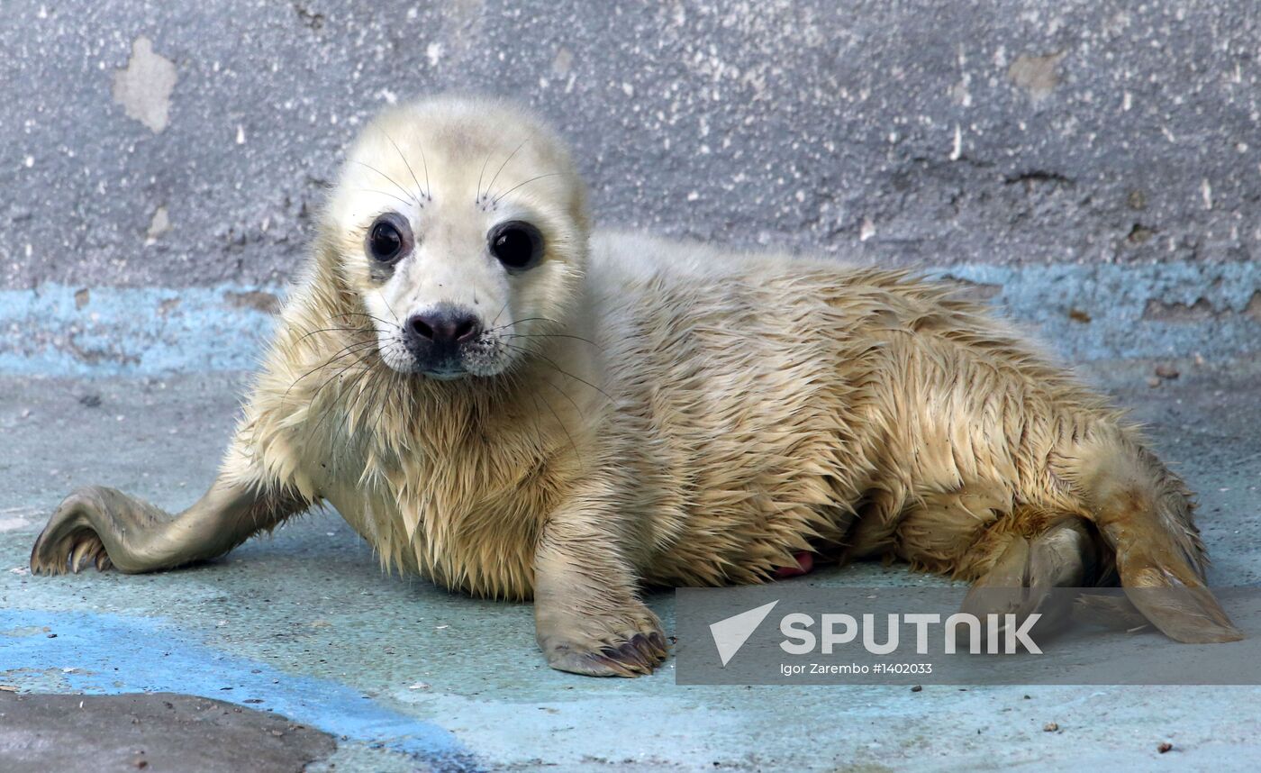 Addition to gray seal family at Kaliningrad Zoo