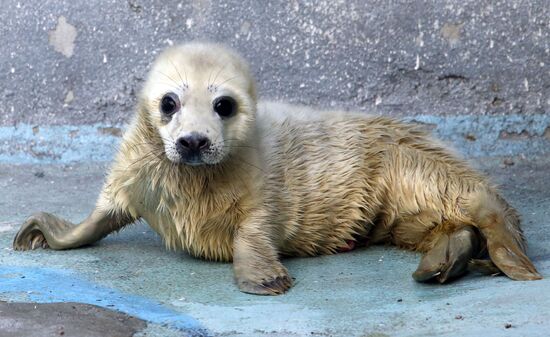 Addition to gray seal family at Kaliningrad Zoo